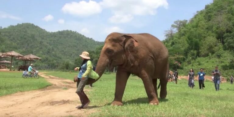 elephant-lullaby