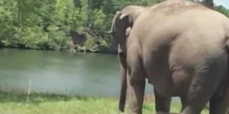 elephant-waits-for-friend