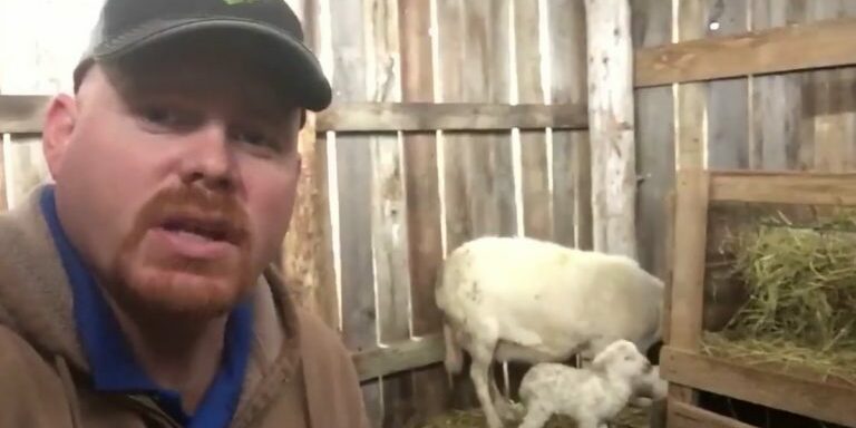 farmer-and-sheep