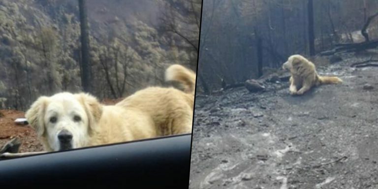 fire-dog-thumb