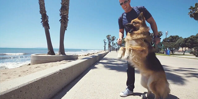 german-shepard-video