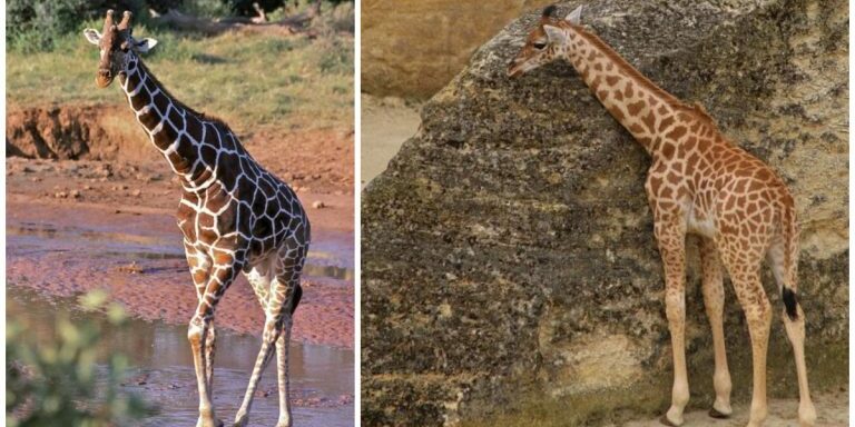 giraffes-endangered