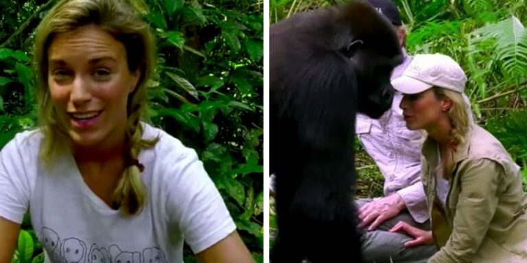 gorilla12