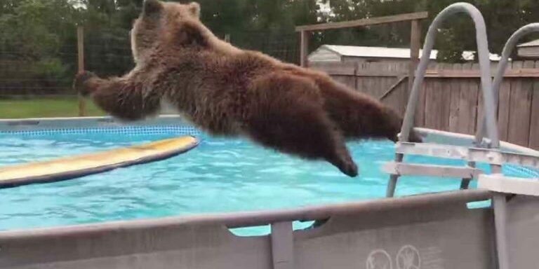 grizzly