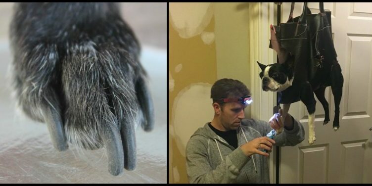 grooming