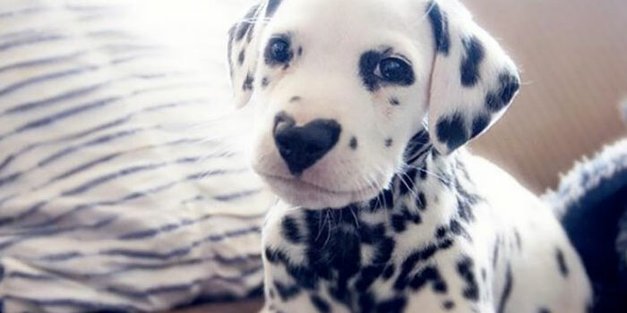 heart-shaped-nose-dalmatian-dog-wiley-2-5c62be3f8f197__700