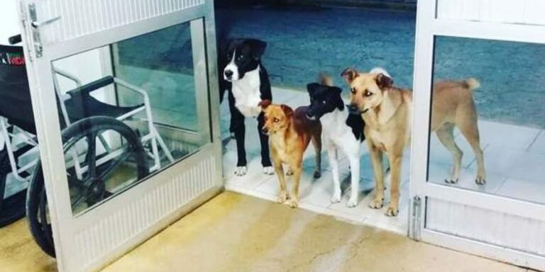 homeless-dogs-hospital