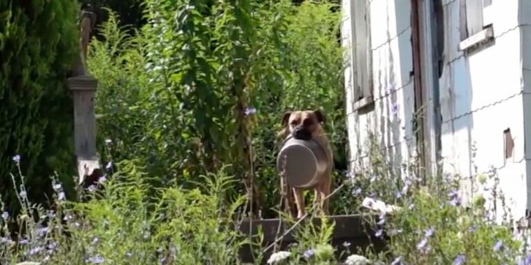 homeless_dog_carries_empty_bowl_featured