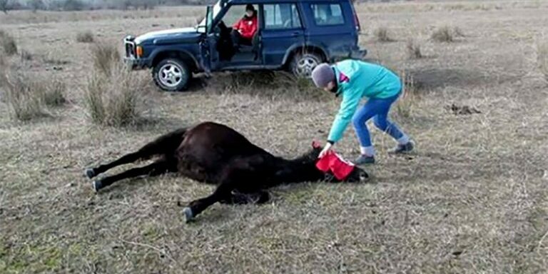 horse