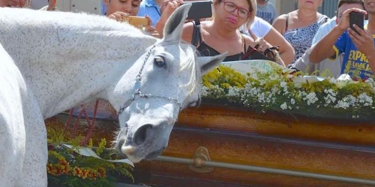 horse44