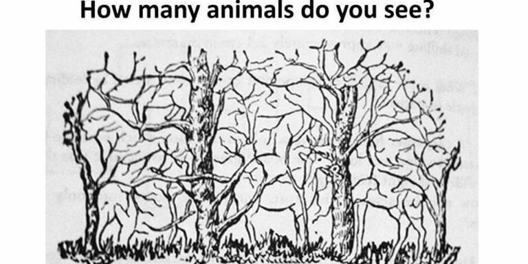 howmanyanimals3