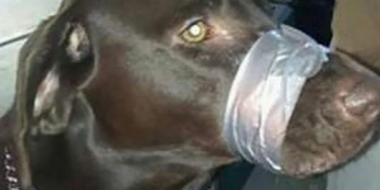 hund123