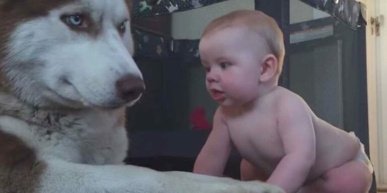 husky and baby