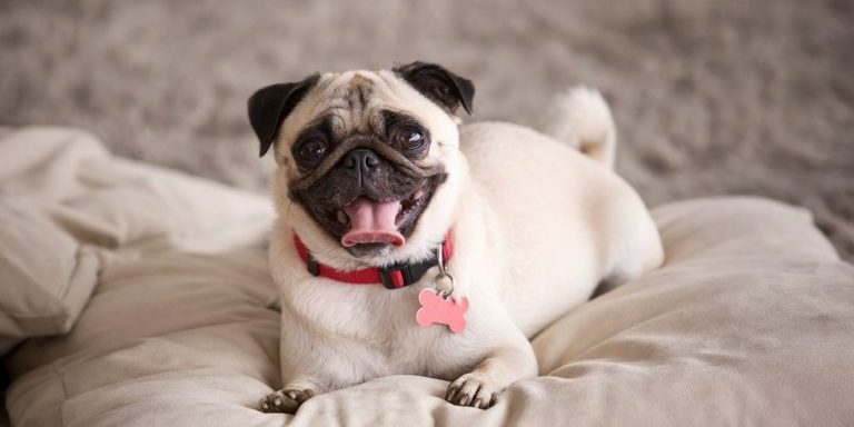 iStock-pug