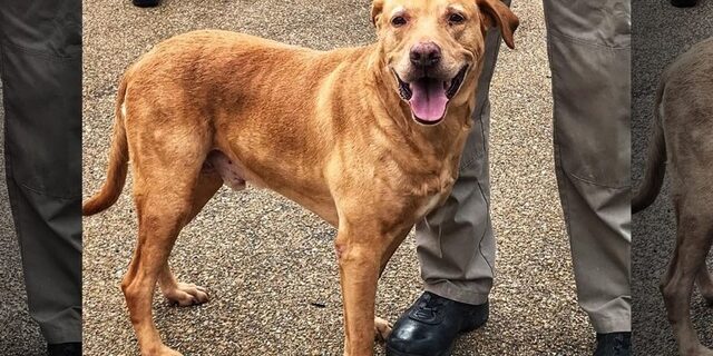 jackson_ppd_retired_K-9_rescued_121718_1545062682959_6535421_ver1.0_640_360