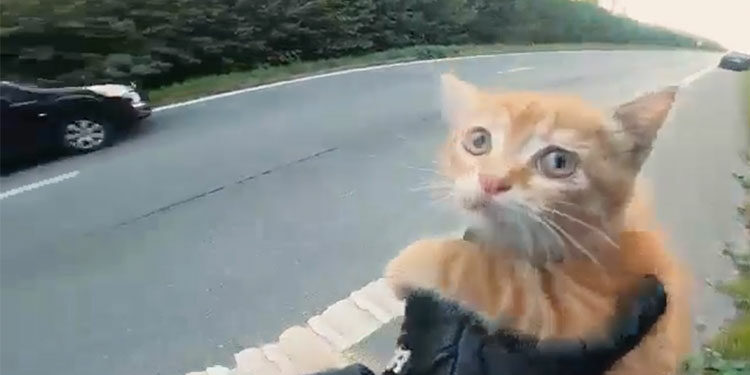 kitten-feature
