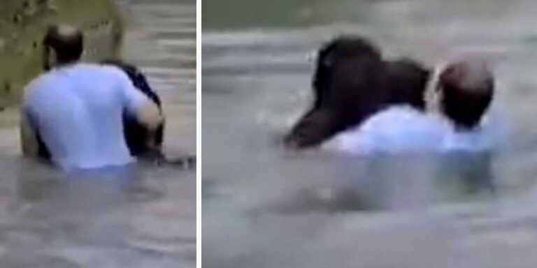 man_saves_drowning_chimp_featured