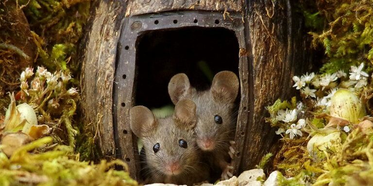miniature-mice-family-house-simon-dell-43