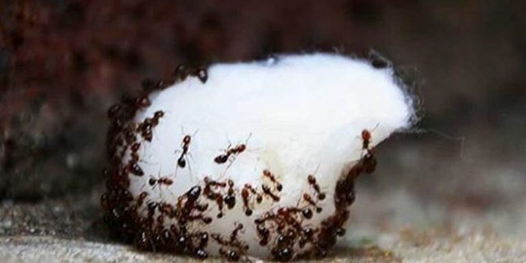 natural_ways_get_rid_ants_featured