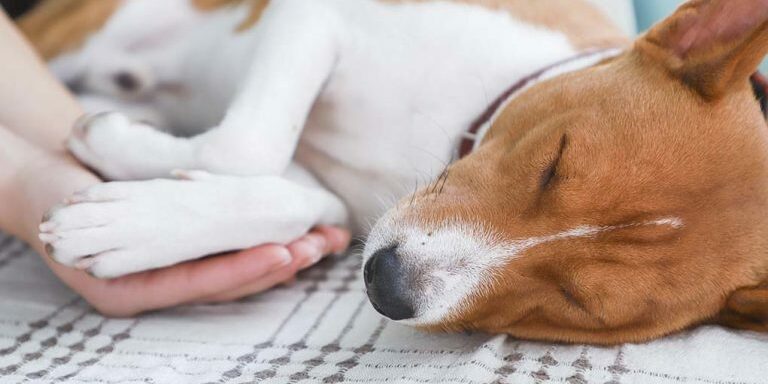 pet