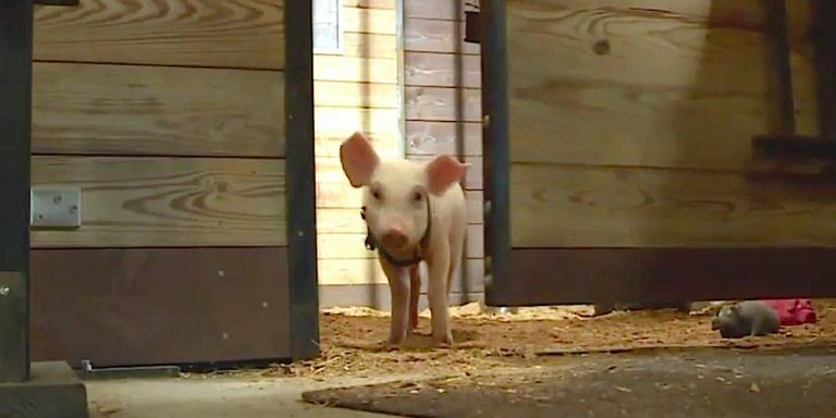 piglet