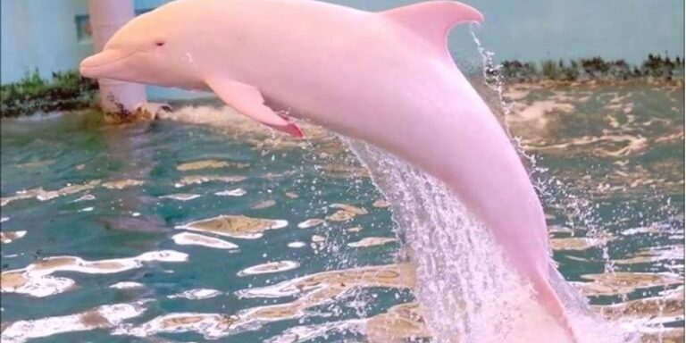 pinkie_the_pink_dolphin_featured