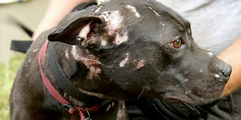 pitbull