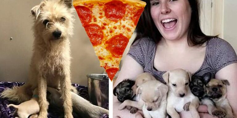 pizzadog1