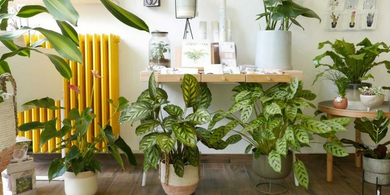 plants3