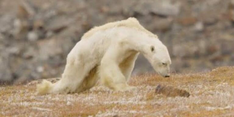 polar1