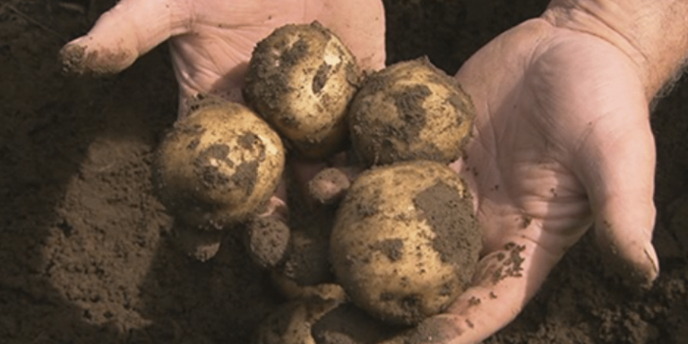 potato