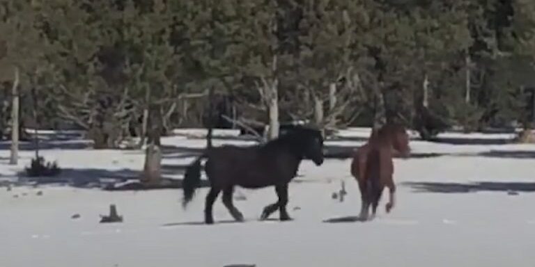Horses