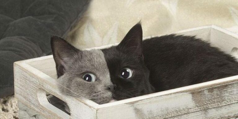 safe_image (7)