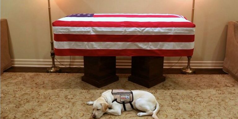 servicedog