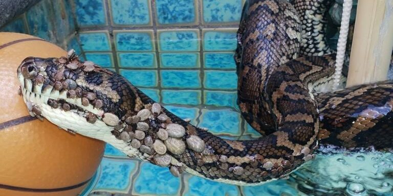 snake-covered-in-ticks