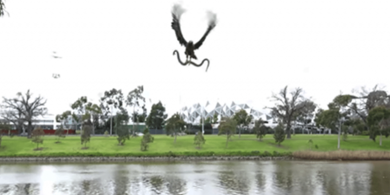 snakehawk1