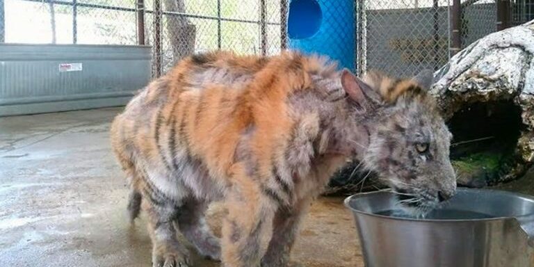 tiger_finds_soulmate_featured