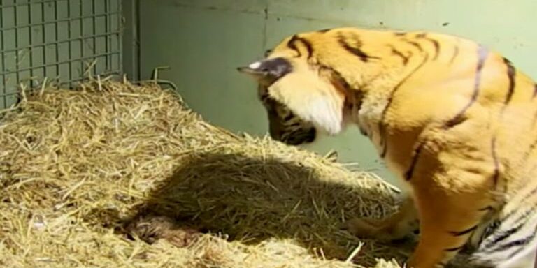 tigr