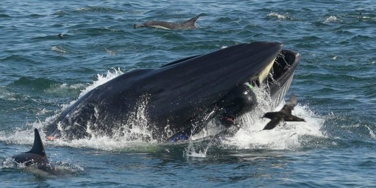 whale-man-barcroft