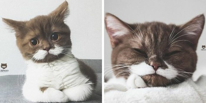 white-mustache-cat-gringo-fb-png__700