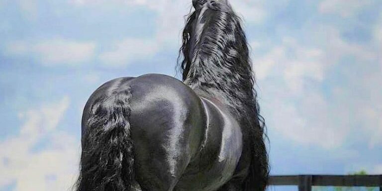 worlds_most_handsome_horse_featured